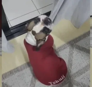 Bulldog Francês fica tão feliz que não consegue guardar isso só para ela (Créditos: TikTok/@marcelomfarias)