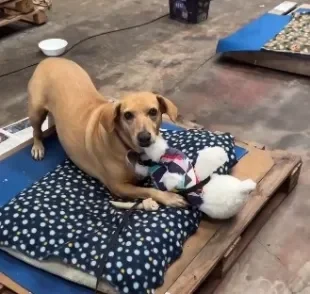 Vira-lata caramelo resgatado no Rio Grande do Sul se diverte com brinquedo de pelúcia (Créditos: Instagram/ @josianezimmer) 