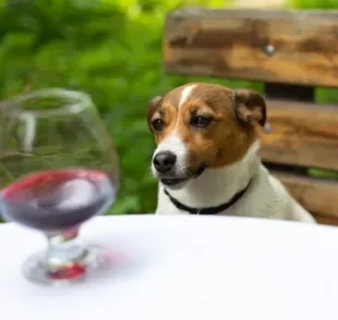 Será que cachorro pode tomar refrigerante ou não? Descubra a resposta