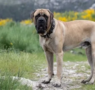 Os cachorros com a mordida mais forte do mundo podem te surpreender