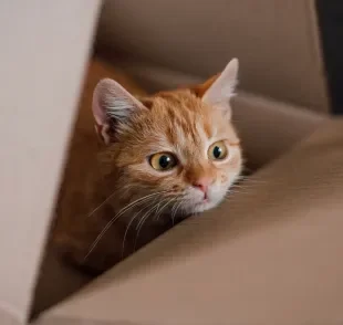 As sacolas e caixas de papelão são um refúgio para os gatos