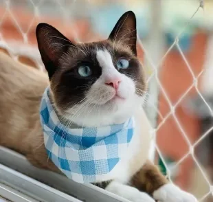 Conheça Shake, o gatinho que adora carinho em um lugar peculiar   (Créditos: Instagram/ @shake_o_gato) 