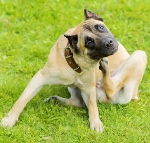 Para acabar com carrapato de cachorro de uma vez por todas, é importante seguir um truque infalível!