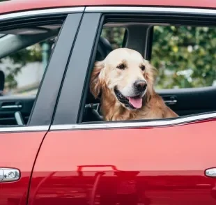 Antes de andar de carro com cachorro, é importante apostar em um acessório que vai deixar a viagem mais segura