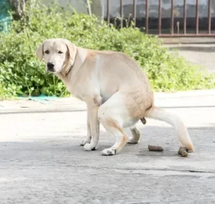 O cocô de cachorro deve ter uma coloração do marrom claro ao escuro, com consistência firme e sem revestimentos