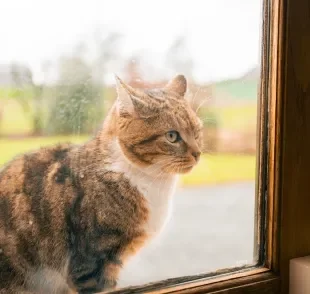 Os gatos podem prever situações surpreendentes aos olhos humanos