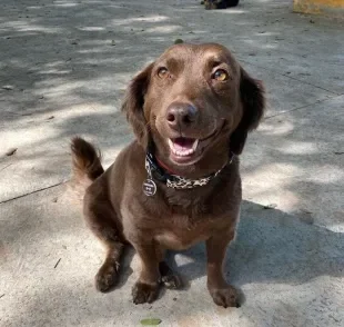 Conheça Antonella, a cachorra mais expressiva do Brasil (Créditos: Instagram/ @jessima_lleme)