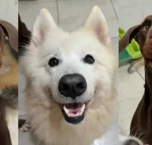 Cachorros são elogiados por funcionários de creche e reação encanta internautas  (Créditos: Instagram/ @villacontinentepet)  