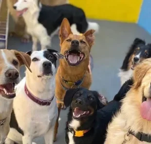 Uma creche legal de cachorro deve se preocupar com o bem-estar animal (Créditos: Instagram/@goodtimes.dog)