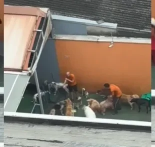 Vista de creche legal para cachorro vira xodó de hóspede em São Paulo (Créditos: TikTok/@heellencaroline)