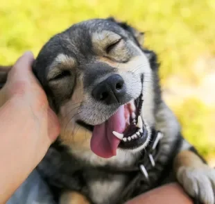 O dente de cachorro revela qual é a idade do peludo 