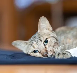 Venha conferir qual é a doença mais perigosa no universo felino!