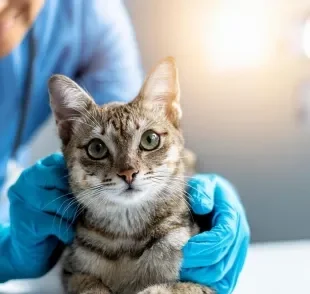 Algumas das doenças de gato mais graves podem até mesmo ser fatais
