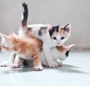 Na fase inicial da vida, gatos filhotes precisam de uma atenção especial do tutor