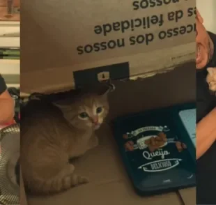 Colaboradora encontra um filhote de gato no estoque e patrão tem ração surpreendente (Créditos: Instagram/@rafarickbariri)
