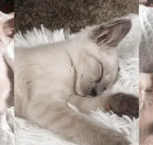 Filhote de gato faz um barulhinho único enquanto dorme (Créditos: Instagram/@mavisthemeezer)