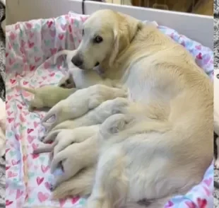 Um filhote de Golden Retriever chamou a atenção por causa da cor dos pelos (Créditos: Instagram/goldentreasureskennel)