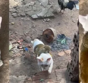 No passeio, gatinho achou uma companhia diferente e acabou ganhando um amigo (Créditos: TikTok/@abrigodonovin)