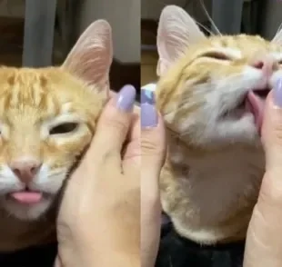  Conheça o gato laranja mais vaidoso que existe (Créditos: Tiktok/ @annyartista)