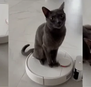 Um gato cinza resolveu passear em cima do aspirador robô da dona (Créditos: Instagram/@trigatos)
