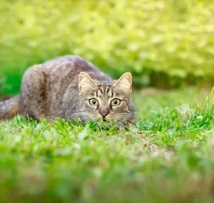 O instinto do gato caçador pode permanecer mesmo depois da domesticação