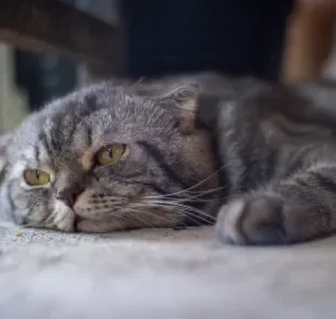 O gato idoso, para ter uma boa qualidade de vida, precisa de alguns cuidados quando jovem