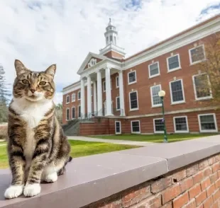 O gato universitário Max recebeu uma homenagem da universidade que frequentou (Créditos: Instagram/@vermontstate_castleton)