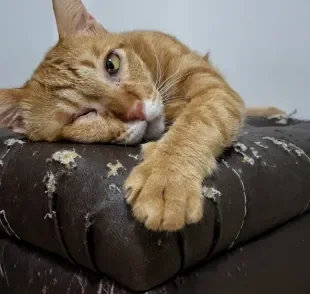 Um arranhador de gato para sofá pode ser muito útil para manter as garras do pet longes do estofado