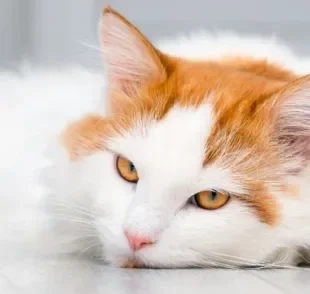 Identificar um gato triste e estressado não é tão difícil