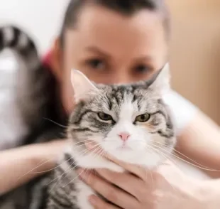 O gato bravo com o tutor faz questão de demonstrar sua insatisfação com algumas atitudes.