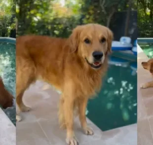 Golden Retriever ganha a internet depois de atuação digna de Oscar (Créditos: Instagram/@flydivesteve)