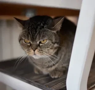 Existe um erro que pode deixar seu gato extremamente irritado e triste com você