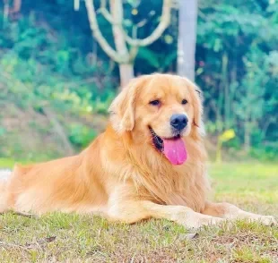 Joca é um Golden Retriever que faleceu durante viagem de avião  (Créditos: Instagram/@jfantazzini)