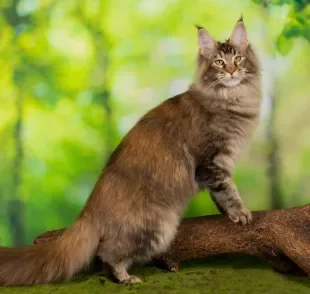 Maior gato do mundo é famoso por seu tamanho, mas também esconde outras características marcantes