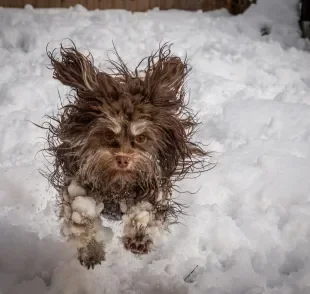 Uma das fotos de cachorro mais engraçadas do mundo selecionadas foi essa, de um cãozinho na neve (Créditos: Tammo Zelle)