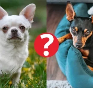O Chihuahua e o Pinscher são conhecidos por serem raças de cachorros protetores — mas tem uma que é ainda mais!
