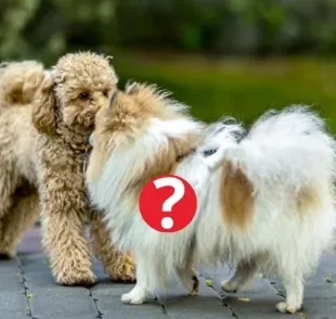 A raça de cachorro Poodle já foi super popular, mas hoje não é mais