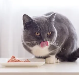 Descubra qual proteína para gatos é super amada, saborosa e nutritiva