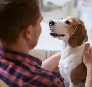 Raças de cachorro como o Beagle costumam ser amáveis e muito fiéis aos donos
