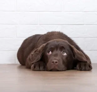 Um cachorro medroso pode ter medo por diferentes motivos