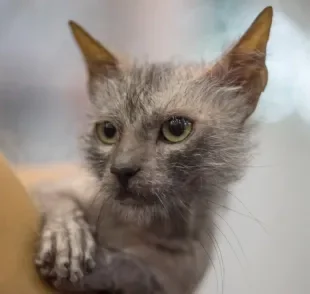 Confira quais são as raças de gato de aparência “peculiar”