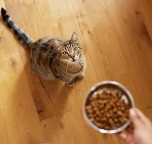 A ração para gatos pode perder um grande nutriente com uma atitude comum entre tutores