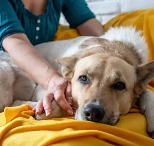 Uma doença perigosa entre os cães pode ser causada por atitudes comuns entre os tutores