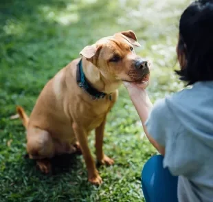 Confira qual é o truque que vai deixar o seu cachorro mais obediente