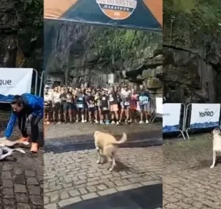 Vira-lata caramelo invade maratona em Santa Catarina (Créditos: Instagram / @edioantonioluz) 