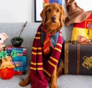 O Labradoodle Dobby já aprendeu vários feitiços (Créditos: Instagram/@dobbyisafreedoodle)