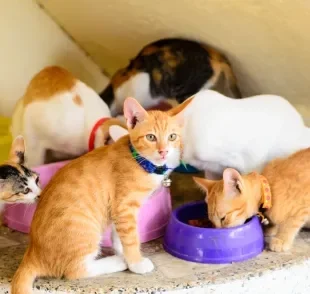 A cor de gato está intimamente ligada ao comportamento do bichano