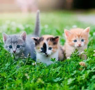 As cores de gatos podem ser bem diversas e influenciam na personalidade do animal