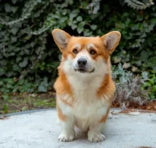 Para ter um Corgi, preço varia de acordo com as características físicas e genéticas do animal