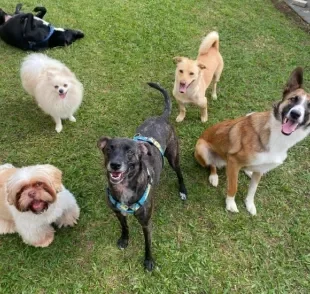 Escolher uma creche legal de cachorro não é tão difícil (Créditos: Instagram/@caninos.bemestar)